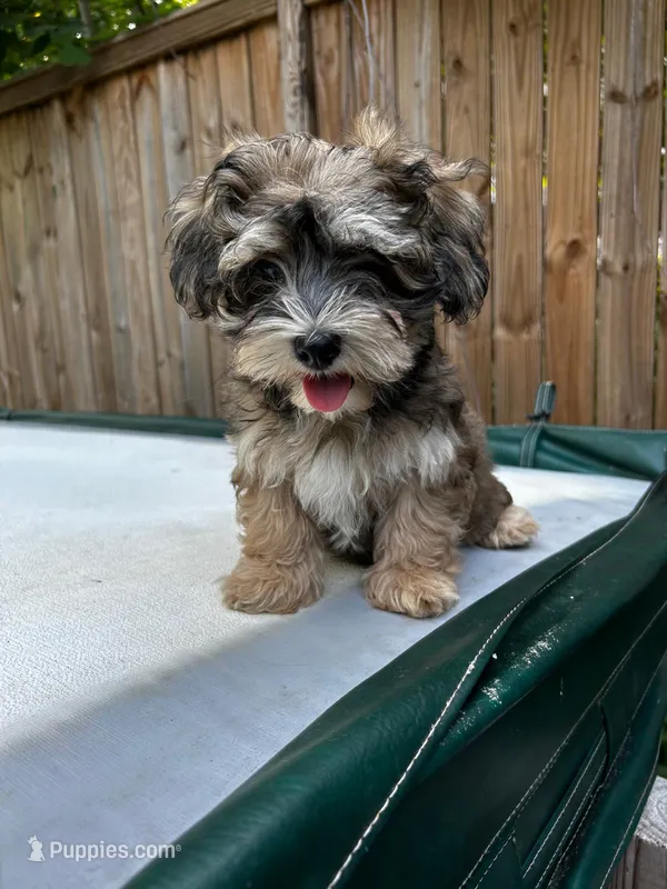 AKC Chicho – Havanese puppy for sale in Chatsworth, GA