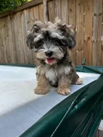 AKC Chicho, a male Havanese for sale in Chatsworth, GA – 2 of 8