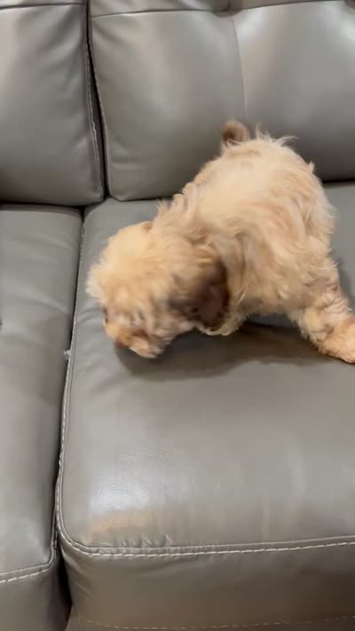 AKC Baster, a male Havanese for sale in Chatsworth, GA – 9 of 10