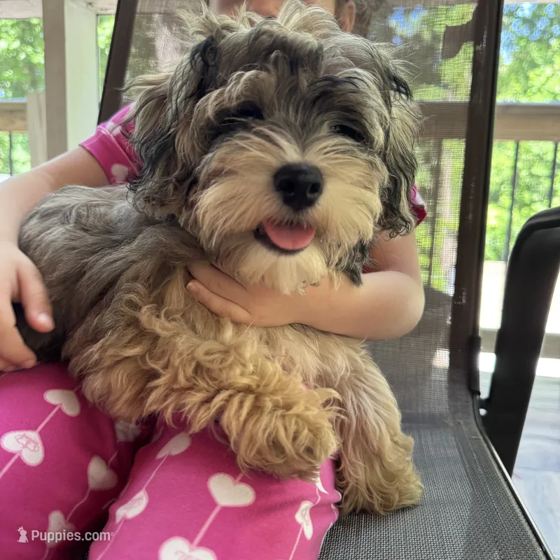 AKC Chicho – Havanese puppy for sale in Chatsworth, GA