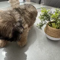 Alfi, a male Havanese for sale in Chatsworth, GA – 5 of 10