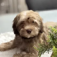 AKC Baster, a male Havanese for sale in Chatsworth, GA – 6 of 7