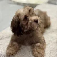 AKC Baster, a male Havanese for sale in Chatsworth, GA – 2 of 7