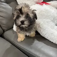 Alfi, a male Havanese for sale in Chatsworth, GA – 8 of 10