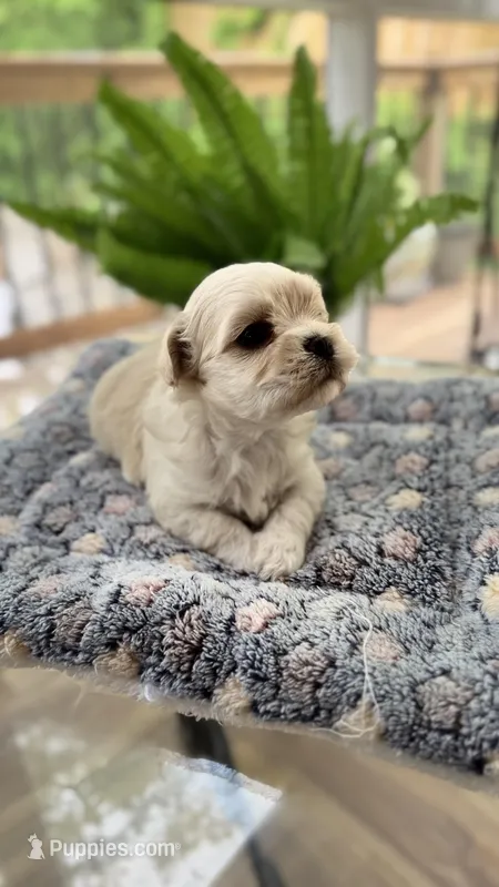 Chany, a female Havanese for sale in Dalton, GA – Photo 1 of 10