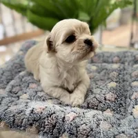 Chany, a female Havanese for sale in Dalton, GA – Photo 1 of 10