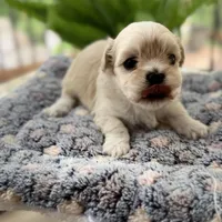 Chany, a female Havanese for sale in Dalton, GA – Photo 6 of 10