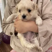 Chany, a female Havanese for sale in Dalton, GA – Photo 9 of 10