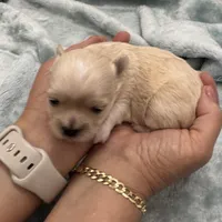 Chany, a female Havanese for sale in Dalton, GA – Photo 2 of 10