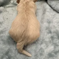 Chany, a female Havanese for sale in Dalton, GA – Photo 5 of 10