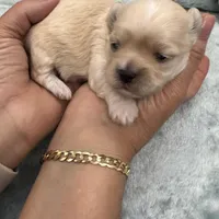 Chany, a female Havanese for sale in Dalton, GA – Photo 4 of 10