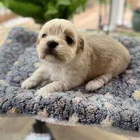 Chany, a female Havanese for sale in Dalton, GA – Photo 8 of 10