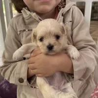 Chany, a female Havanese for sale in Dalton, GA – Photo 10 of 10