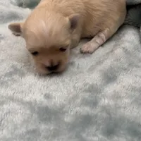 Chany, a female Havanese for sale in Dalton, GA – Photo 3 of 10