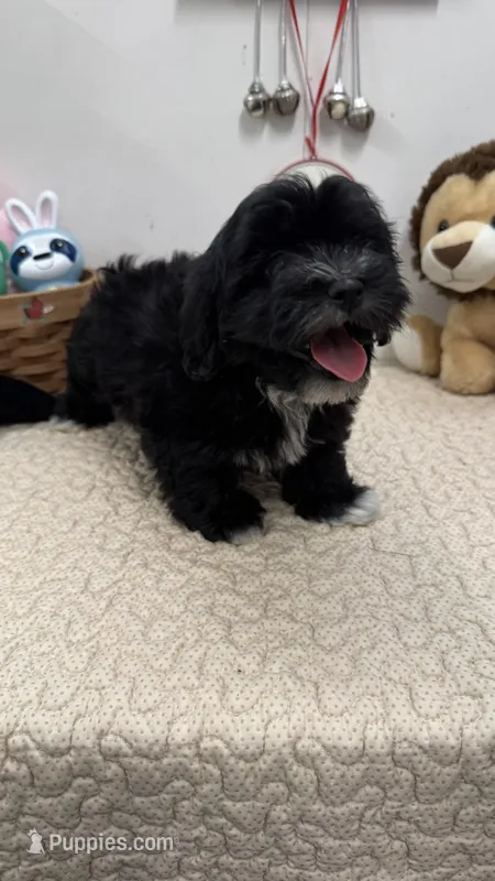 Aria – Havanese puppy for sale in Chatsworth, GA