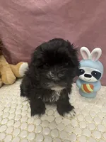 Aria, a female Havanese for sale in Chattanooga, TN – Photo 3 of 8