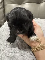 Aria, a female Havanese for sale in Chattanooga, TN – Photo 2 of 8