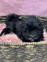 Aria, a female Havanese for sale in Chattanooga, TN – Photo 7 of 8