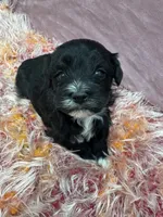 Aria, a female Havanese for sale in Chattanooga, TN – Photo 4 of 8