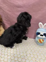 Aria, a female Havanese for sale in Chattanooga, TN – Photo 8 of 8