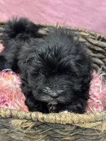 Aria, a female Havanese for sale in Chattanooga, TN – Photo 6 of 8