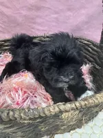 Aria, a female Havanese for sale in Chattanooga, TN – Photo 5 of 8