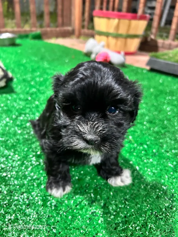 Aria, a female Havanese for sale in Chattanooga, TN – Photo 1 of 8