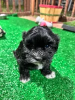 Aria, a female Havanese for sale in Chattanooga, TN – Photo 1 of 8