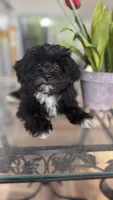 AKC Aria, a female Havanese for sale in Chatsworth, GA – Photo 6 of 7