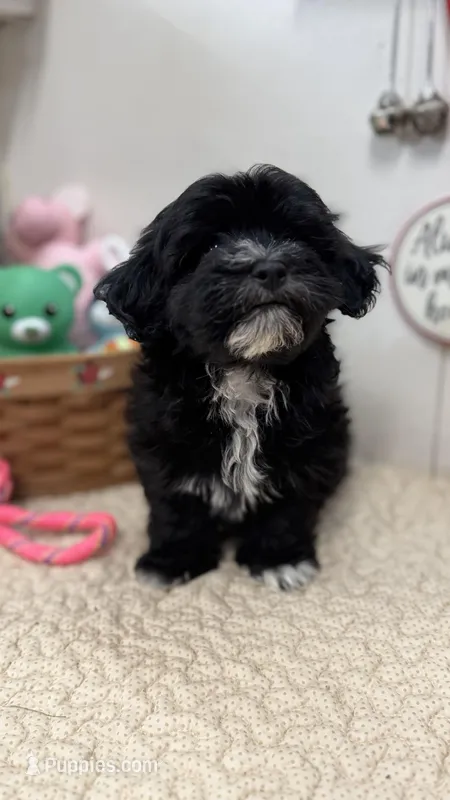 AKC Aria – Havanese puppy for sale in Chatsworth, GA