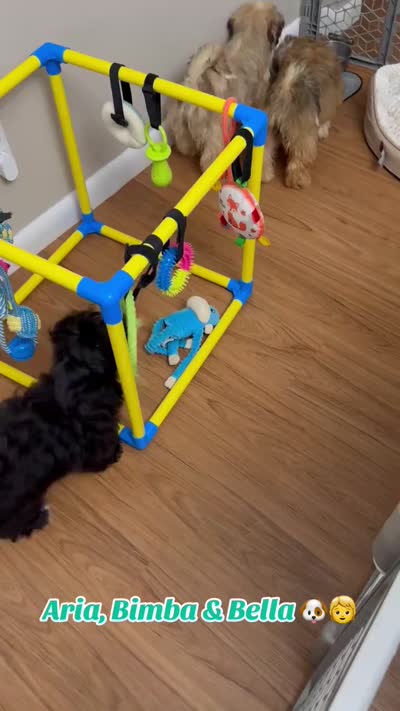 AKC Aria, a female Havanese for sale in Chatsworth, GA – 8 of 8