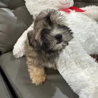 Alfi, a male Havanese for sale in Chatsworth, GA – 3 of 10