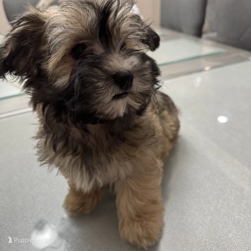 Alfi – Havanese puppy for sale in Chatsworth, GA