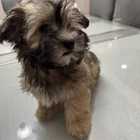 Alfi, a male Havanese for sale in Chatsworth, GA – 1 of 10