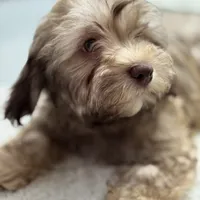 AKC Baster, a male Havanese for sale in Chatsworth, GA – 4 of 7