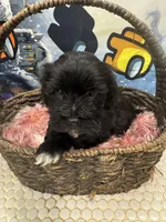Azabache, a male Havanese for sale in Chattanooga, TN – Photo 5 of 9