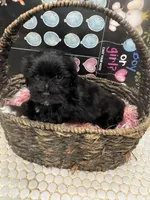 Azabache, a male Havanese for sale in Chattanooga, TN – Photo 4 of 9