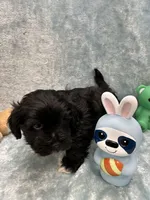 Azabache, a male Havanese for sale in Chattanooga, TN – Photo 8 of 9