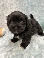 Azabache, a male Havanese for sale in Chattanooga, TN – Photo 7 of 9