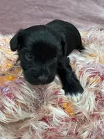 Azabache, a male Havanese for sale in Chattanooga, TN – Photo 2 of 9