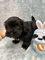 Azabache, a male Havanese for sale in Chattanooga, TN – Photo 9 of 9