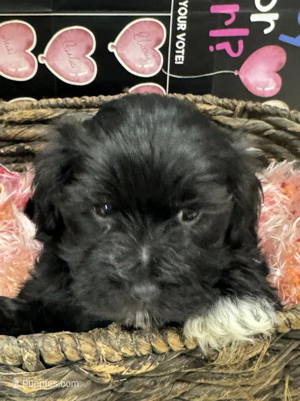 Azabache – Havanese puppy for sale in Chattanooga, TN