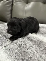 Azabache, a male Havanese for sale in Chattanooga, TN – Photo 3 of 9