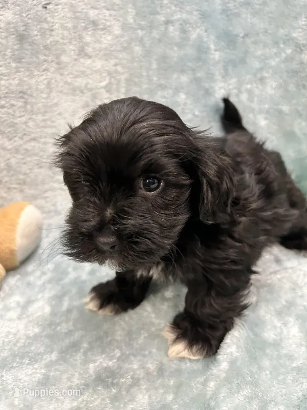 Azabache – Havanese puppy on hold in Chattanooga, TN