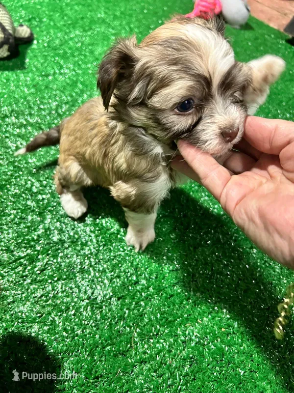 Bimba – Havanese puppy for sale in Chattanooga, TN