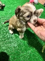 Bimba, a female Havanese for sale in Chattanooga, TN – Photo 1 of 6