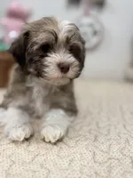 Bimba, a female Havanese for sale in Chatsworth, GA – Photo 4 of 9