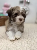 Bimba, a female Havanese for sale in Chatsworth, GA – Photo 6 of 9