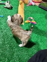 Bimba, a female Havanese for sale in Chattanooga, TN – Photo 4 of 6