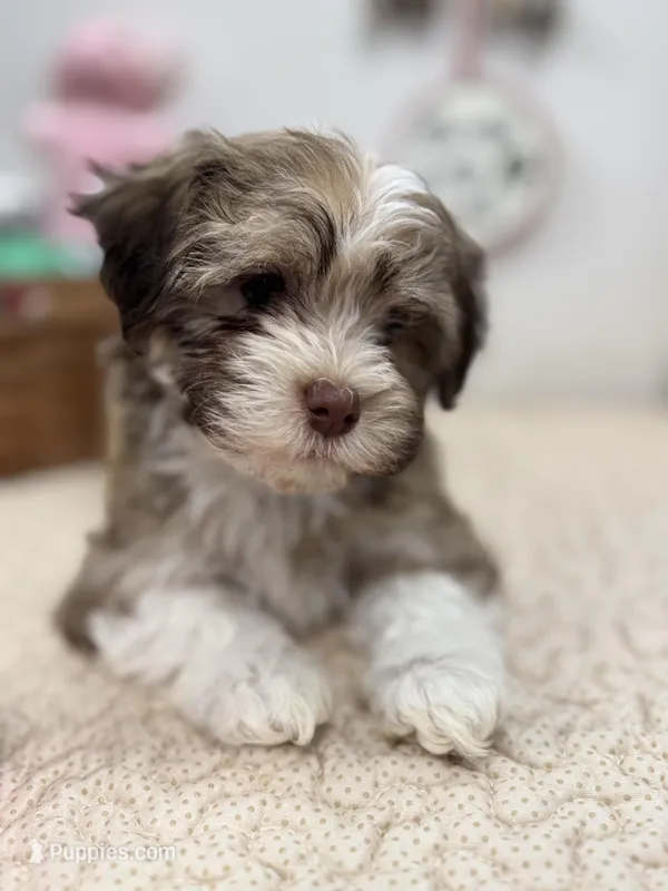 Bimba – Havanese puppy for sale in Chatsworth, GA